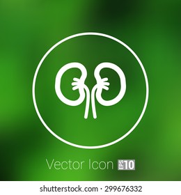 kidney icon isolated human two vein white medical.