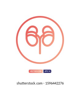 kidney icon in outline gradient style. Vector logo design template. Modern design icon, symbol, logo and illustration. Vector graphics illustration and editable stroke. Isolated on white background.