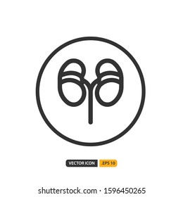 kidney icon in outline style. Vector logo design template. Modern design icon, symbol, logo and illustration. Vector graphics illustration and editable stroke. Isolated on white background.