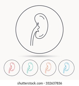 Kidney icon. Transplantation organ sign. Nephrology symbol. Linear circle icons.