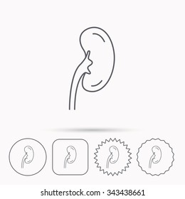 Kidney icon. Transplantation organ sign. Nephrology symbol. Linear circle, square and star buttons with icons.