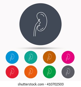 Kidney icon. Transplantation organ sign. Nephrology symbol. Icons in colour circle buttons. Vector