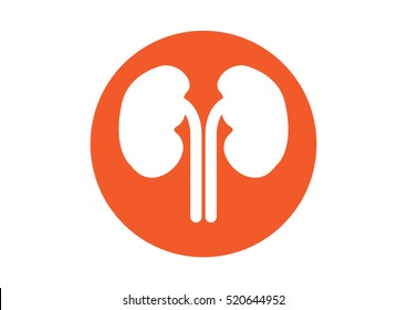 Kidney Icon Vector