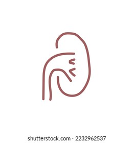 kidney icon vector human organ gealth and anatomy icon