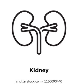 Kidney Icon Vector Isolated On White Background, Kidney Transparent Sign , Line And Outline Elements In Linear Style