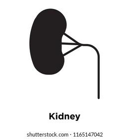Kidney icon vector isolated on white background, Kidney transparent sign , medical health symbols