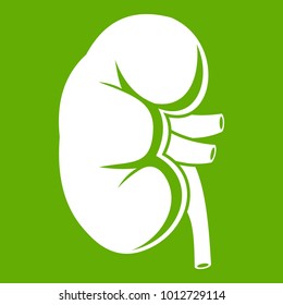 Kidney icon white isolated on green background. Vector illustration