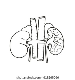 Kidney illustration