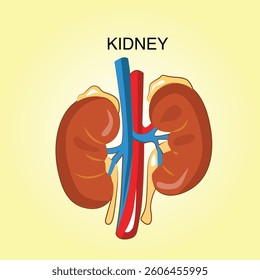 kidney, illustration of body organs, for study materials