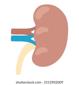 kidney illustration, vector design of human internal organs