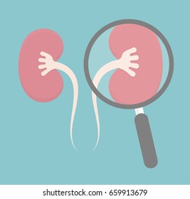 Kidney inspection concept