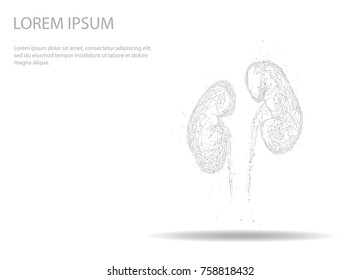 Kidney Internal Organ 3d Low Poly Geometric Model. Urology System. Future Science Technology Polygonal Geometric Wire Mesh Vector Illustration