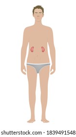 Kidney isolated on standing man. vector