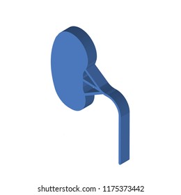 Kidney isometric left top view 3D icon