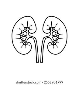 Kidney  line part Vector illustration on white background.