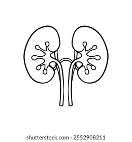 Kidney  line part Vector illustration on white background.