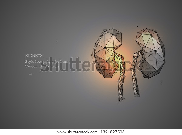 Kidney Low Poly Wireframe Style Banner Stock Vector Royalty Free