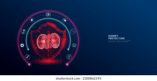 Kidney medical healthcare. Human kidney anatomy organ translucent low poly triangle inside shield futuristic glowing red on dark blue background. Immunity protection medical innovation concept. Vector