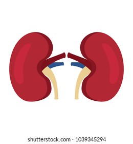 kidney medical healthy internal human organs