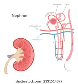 Kidney nephron science vector illustration diagram