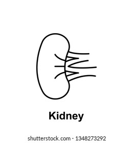 Kidney, organ icon. Element of human organ icon. Thin line icon for website design and development, app development. Premium icon
