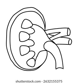 kidney organ schematic outline hand drawn