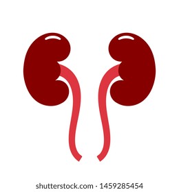 Kidney organ vector icon isolated on white background