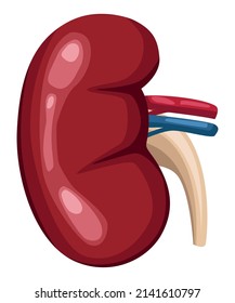 kidney realistic organ human icon