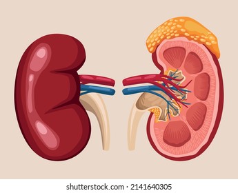 kidney realistic organs anatomy poster