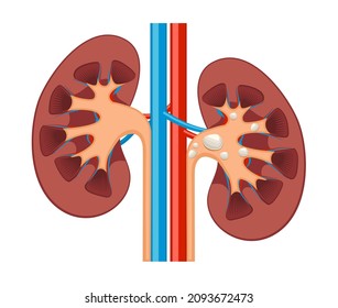 Icono realista renal de riñón. Icono de órgano vector de anatomía renal humana