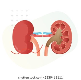 Ansicht der Niere - Stockillustration als EPS10-Datei
