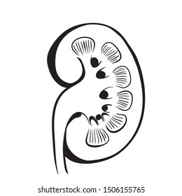 Kidney sketch  anatomy outline vector illustration  ,Hand drawn Kidney icon. Kidney sketch icon for infographic, website or app.