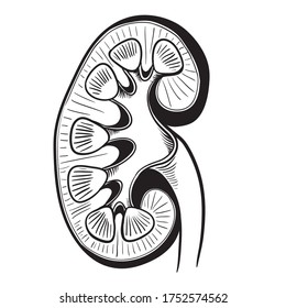 Kidney sketch  anatomy outline vector illustration  ,Hand drawn Kidney icon. Kidney sketch icon for infographic, website or app.
