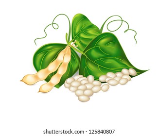 Kidney ( soy ) beans with leaves on white background. Vector eps10 illustration. Raster file included in portfolio