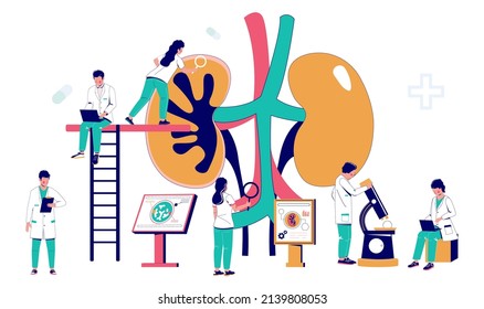 Kidney treatment concept. Urology vector. Doctor nephrologist team work on cancer or stone diagnose. Lab analysis, examination and surgery