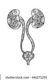  Kidney and urinary bladder. Doodle style.
