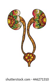  Kidney and urinary bladder. Doodle style.
