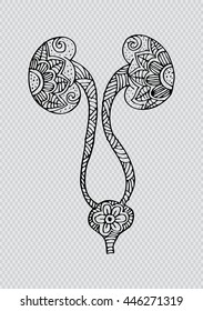  Kidney and urinary bladder. Doodle style.
