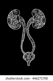  Kidney and urinary bladder. Doodle style.
