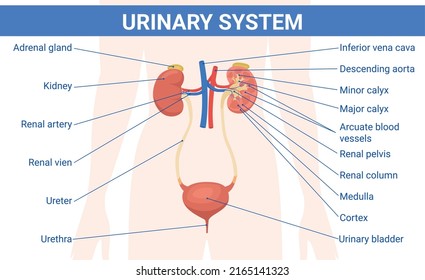 Infografías planas del sistema urinario de riñón con subtítulos de texto que apuntan a la silueta corporal humana con imágenes de órganos ilustraciones vectoriales