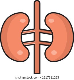 kidney vector color line icon 