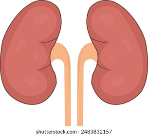 kidney vector design, human organ symbol