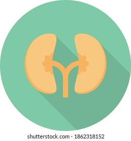 kidney vector flat colour icon