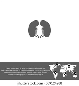 Kidney vector  icon.