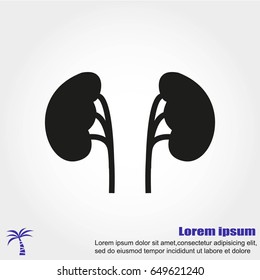 Kidney vector icon