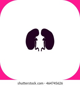 Kidney vector icon on white background.