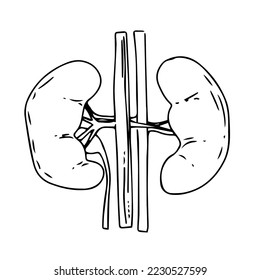 Kidney Vector Illustration black on white. isolated