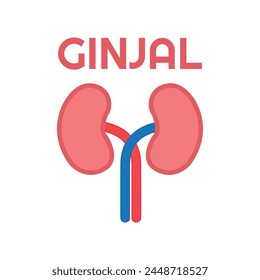 Ilustración vectorial renal. Anatomía de los riñones humanos sobre fondo blanco. Icono de órgano interno humano. Concepto de sistema endocrino urinario. Ilustración vectorial.