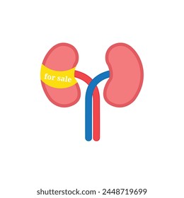 Ilustración vectorial renal. Anatomía de los riñones humanos sobre fondo blanco. Icono de órgano interno humano. Concepto de sistema endocrino urinario. Ilustración vectorial. ilustración de riñones en venta.