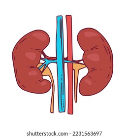 Kidney Vector Illustration man body internal organs